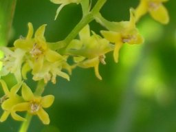 Dioscorea sylvatica flowers